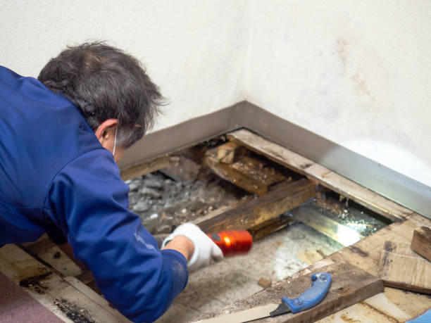 Certified Mold Removal in Monticello, MS