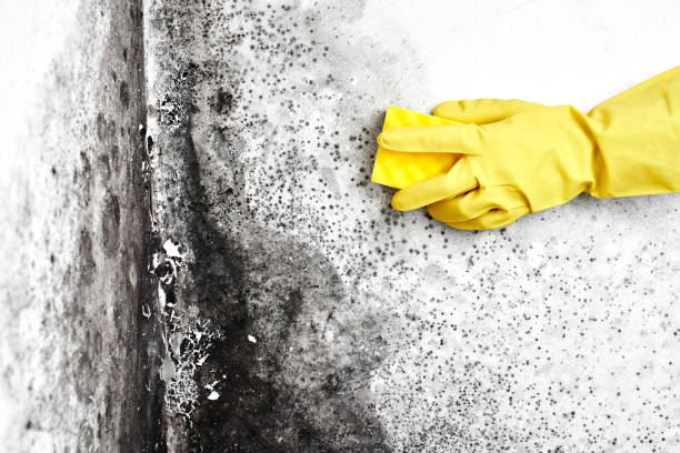 Best Certified Mold Removal  in Monticello, MS