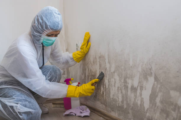 Best Affordable Mold Removal  in Monticello, MS