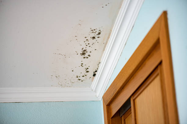 Best Mold Removal Near Me  in Monticello, MS