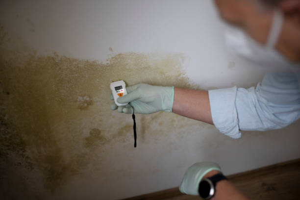 Trusted Monticello, MS Mold Removal Experts