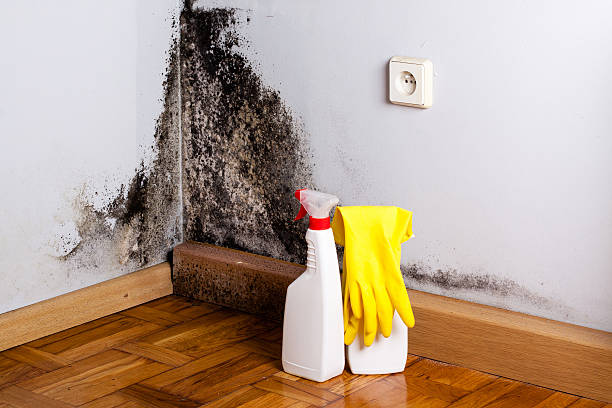 Best Attic Mold Removal  in Monticello, MS