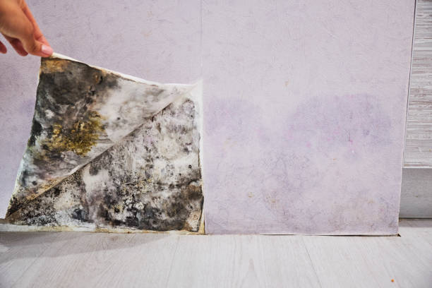 Best Black Mold Removal  in Monticello, MS